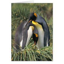 King penguins Lovers Card