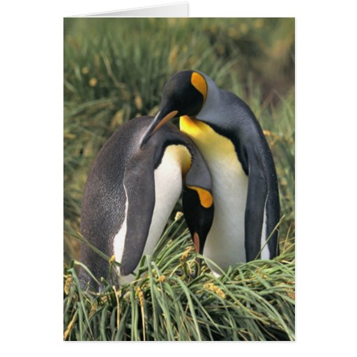 King penguins Lovers Card