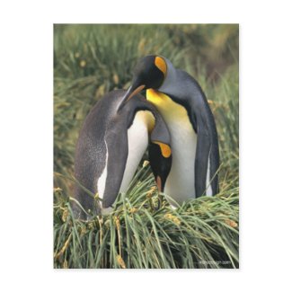 King penguins Lovers Post Cards