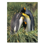 King penguins Lovers Post Cards