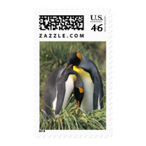 King penguins Lovers Stamp