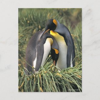 King penguins Lovers postcard