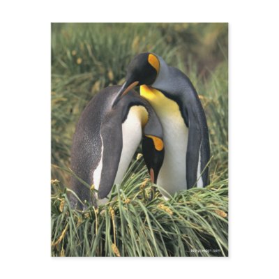 King penguins Lovers Post Card
