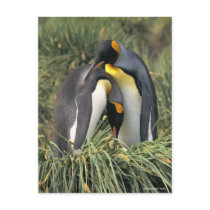 King penguins Lovers postcards by ironydesignphotos King penguins Lovers postcards