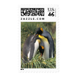 King penguins Lovers Stamp