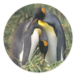 King penguins Lovers