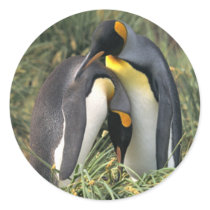 King penguins Lovers Sticker