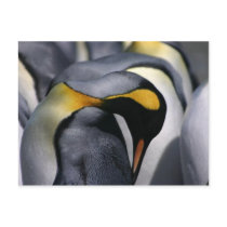 King Penguins - Postcard by KitteasGallery King Penguins - Postcard