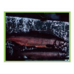 King salmon post card