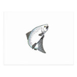 KING_SALMON POSTCARD