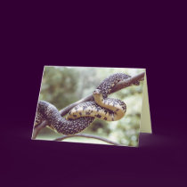 King Snake Card by naturegirl7 King Snake Card