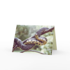 King Snake Card card