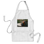 King Vulture bird closeup Sarcoramphus papa Apron