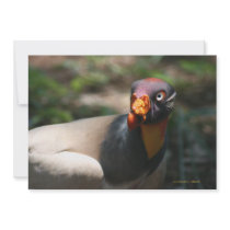 King Vulture bird closeup Sarcoramphus papa Custom Invites
