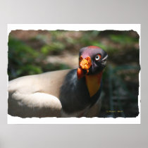 King Vulture bird closeup Sarcoramphus papa Posters