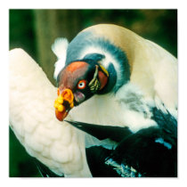 King Vulture Bird Picture posters