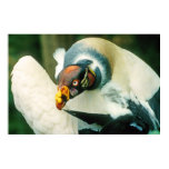 King Vulture Bird Poster