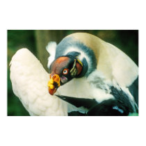 King Vulture Bird Poster posters