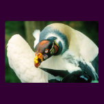 King Vulture Bird Poster