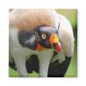 King vulture magnets by jdmphotography King vulture magnets