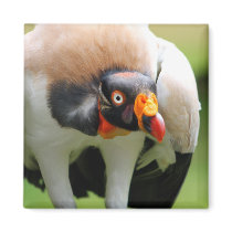 King vulture magnets