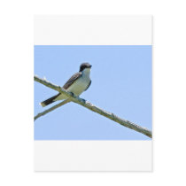 kingbird post cards