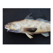 Kingcroaker Post Card