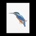 KingFisher Bird postcards