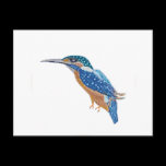 KingFisher Bird postcards
