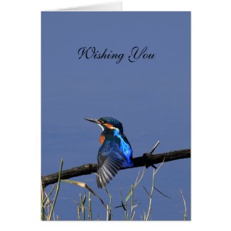 Kingfisher Card card