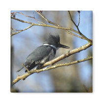 "Kingfisher" Magnet