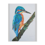 Kingfisher Merchandise(multiple products selected) Post Cards