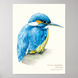 Kingfisher Ornithology portrait fine art print print