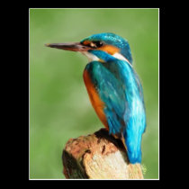 Kingfisher postcards