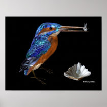 KINGFISHER POSTERS