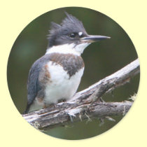 kingfisher stickers