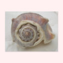 King's Crown Seashell postcards by millhill King's Crown Seashell postcards