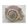 King's Crown Seashell 

postcard