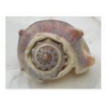 King's Crown Seashell Postcards