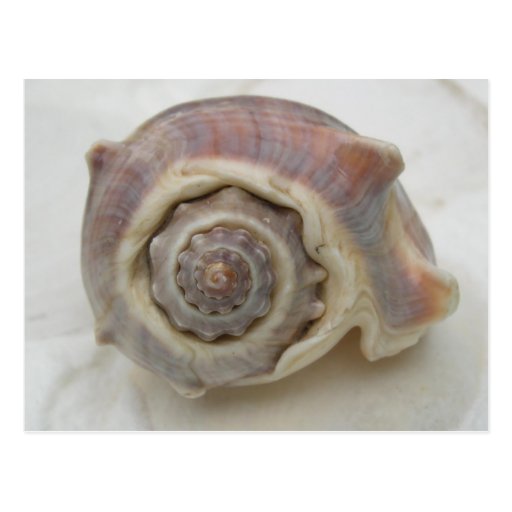 King's Crown Seashell Postcards
