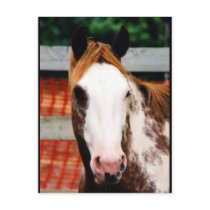 Kings Fancy Girl postcards