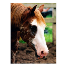Kings Fancy Girl Postcard