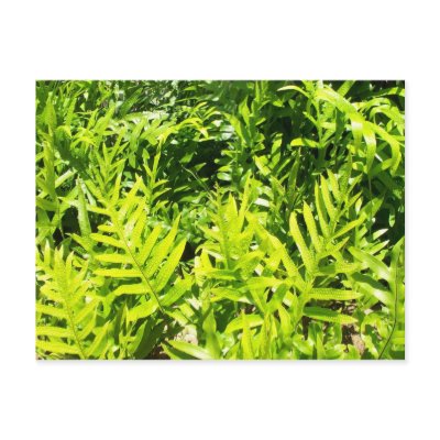 King's Fern Postcard by sunsett76