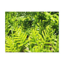 King's Fern Postcard
