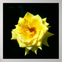King's Ransom, hybrid tea rose Posters