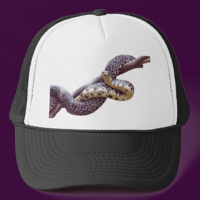 Kingsnake Hat by naturegirl7