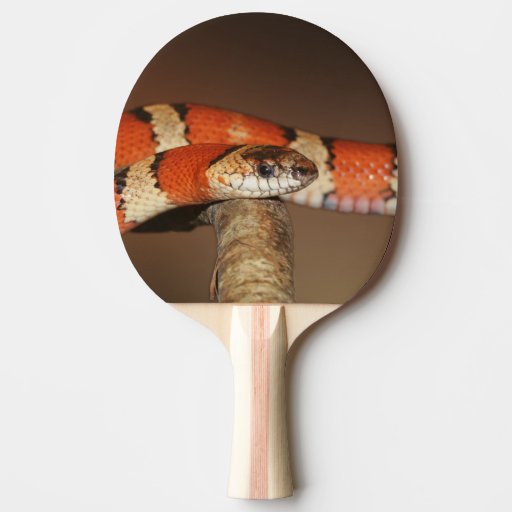 Kingsnake PingPong Paddle Zazzle