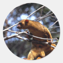 Kinkajou (Potos flavus) Round Stickers