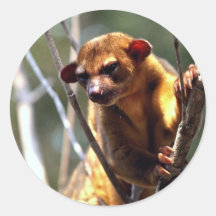 Kinkajou (Potos flavus) Round Stickers