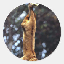 Kinkajou (Potos flavus) Sticker